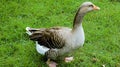 Solitary Brown Goose Walking on Grass