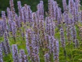 Solitary bumble bee flying in field of mauve flowers