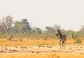 BURCHELL ZEBRA ON THE EMPTY DRY AFRICAN PLAINS IN