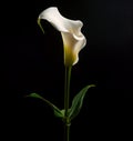 Sculptural calla lily against dark background