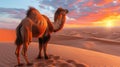 A solitary camel traverses the golden sands of the Gobi Desert at sunrise, casting a long shadow against the vast expanse