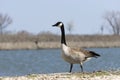 Elegant Canada Goose standing on lake shore Royalty Free Stock Photo