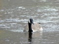 Solitary Canada Goose Swimming in a River Royalty Free Stock Photo