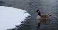 Solitary Canada goose swimming to snowy shore Royalty Free Stock Photo
