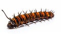 Stunning Black Brown And Orange Caterpillar With Intricate Body Extensions