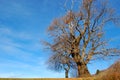 Solitary Chestnut