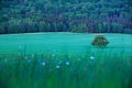 Solitary chestnut tree, with white bloom, on the meadow, with dark forest in background. Landscape from Czech nature. String time Royalty Free Stock Photo