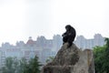 A solitary chieftain-Chimpanzee-Pan troglodytes Royalty Free Stock Photo