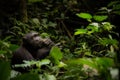 A Contemplative Chimpanzee in Uganda Royalty Free Stock Photo