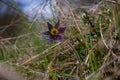 Solitary common pasqueflower plant on long hairy stem, deep violet flower in high old dry grass, tender inflorescence Royalty Free Stock Photo