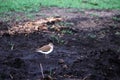 A common sandpiper foraging for food Royalty Free Stock Photo