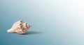 Solitary conch shell on gradient blue background Royalty Free Stock Photo