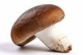 Solitary cremini mushroom stands against a white background, displaying earthy tones and textures