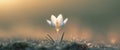 Solitary crocus bathing in the golden light of a fading spring sunset. Royalty Free Stock Photo