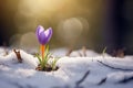 Solitary Crocus in Snow Glowing with Backlit Sunset Warmth