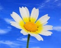 solitary Crown daisy - Glebionis coronaria against a blue sky.