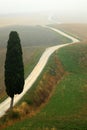 Solitary cypress tree with gravel rad in morning fog, Tuscany, Italy