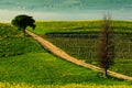 Solitary cypress tree with gravel rad in morning fog, Tuscany, Italy. Roar between the fields. Flower meadow landscape in Tuscany