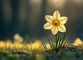 Solitary Daffodil Blooming in Sunlit Meadow at Dawn.