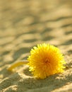 Solitary dandelion