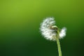 Solitary dandelion