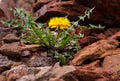 A solitary dandelion flower with green leaves growing in stones. Original landscape. The concept of loneliness