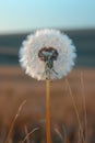 A solitary dandelion seed head ready to disperse its fluffy parachutes