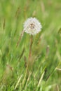 Solitary Dandelion