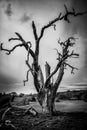 Solitary dead tree in Black and White Royalty Free Stock Photo