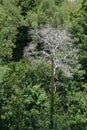 A solitary dead tree or dry tree among green foliage of a deciduous forest. Royalty Free Stock Photo