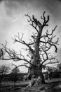 Solitary dead tree in a landscape  black and white Royalty Free Stock Photo