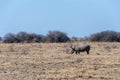 A Dehorned Black Rhinoceros