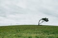 Solitary and distorted tree in the middle of a meadow during a cloudy day with copy space Royalty Free Stock Photo