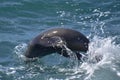 Solitary dolphin swimming in the ocean, its mouth open Royalty Free Stock Photo