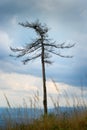 Solitary dried dead tree, Stone Mountains, Sudetes, Czech Republic. Royalty Free Stock Photo