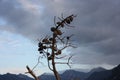 Solitary dry branch rises only against the leaden and gray sky. shrub loaded with brown pine cones. typical sad winter day in the