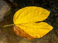 Solitary, dry and yellow tree leaf floating on water surface Royalty Free Stock Photo