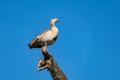 solitary duck stands against under the clear blue sky. A duck is sitting on a tree against the sky Royalty Free Stock Photo