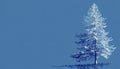 Evergreen Tree With Snowy Branches Against A Deep Blue Background Royalty Free Stock Photo