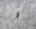 Solitary evergreen tree amidst a snow blanketed forest, its branches partially obscured by the snow