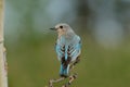 Solitary Female Mountain Bluebird perched