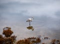 solitary flamingo, profile, remains standing in the shallow water