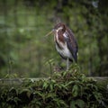 Young Fledgling Tricolored Heron on a Fence Royalty Free Stock Photo