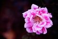 A solitary flower in the dark