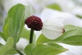 Solitary Flowering White Dogwood Petal and Stamen Royalty Free Stock Photo