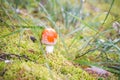 A solitary fly agaric, like a velvet ball on a green bush of moss, draws the eye to its perfect shape and velvety surface