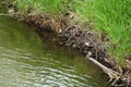 Solitary Flycatcher bird perched on stick over stream