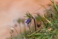 Solitary fresh wild buttercup plant bloom in warm direct sunlight, tender deep violet inflorescence, seasonal spring