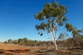 Ghost Gum tree in outback Queensland, Australia Royalty Free Stock Photo