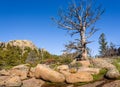 Solitary, giant dead tree on rocks, high altitude in the mountain woods, with a blue sky and green forest background. Destroyed by